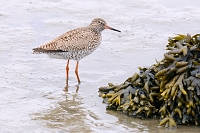 tureluur (tringa totanus) 5-2019 9111